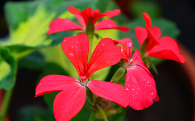 red hibiscus flower
