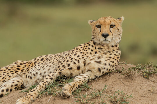 Fototapeta Cheetah chilling out after a good meal