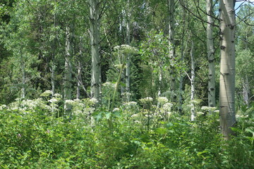 Thick woods and trees