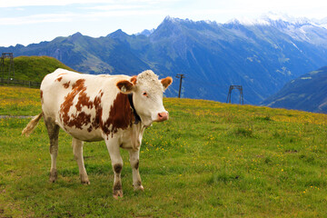 White cow with brown spots grazing in an alpine green meadow surrounded by Alps Mountains