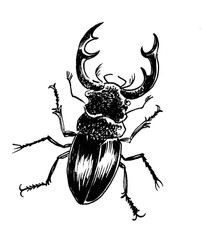 Stag-beetle insect. Ink black and white drawing