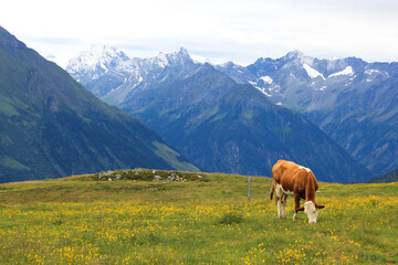 Brown cow with white spots grazing in an alpine green meadow surrounded by Alps Mountains snow peaks