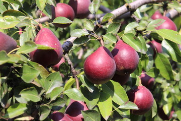 Brown pear on the tree in clear weather, pear harvest.
