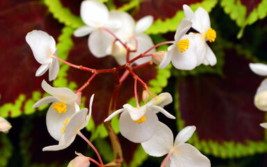 spring flowers background