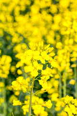 Blühendes Rapsfeld im Frühling