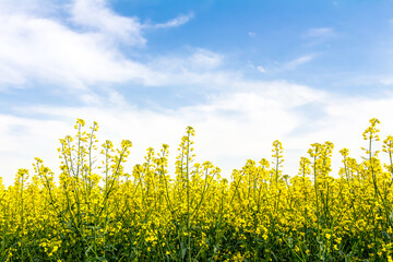 Obraz premium Blühendes Rapsfeld im Frühling