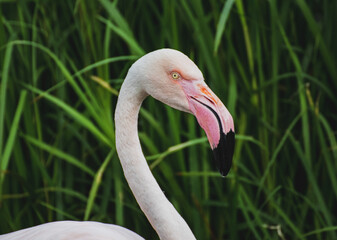 Fototapeta premium Flamingo 