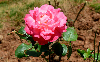 pink rose in the garden