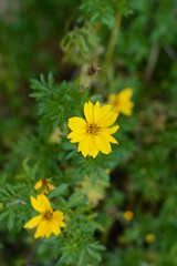 yellow flower
