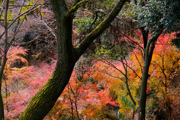 摩耶山の紅葉