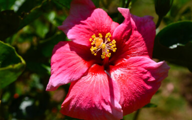 red hibiscus flower