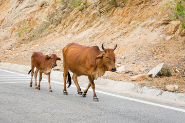 Cows in Vietnam ocean road from Mui Ne to Phan Rang