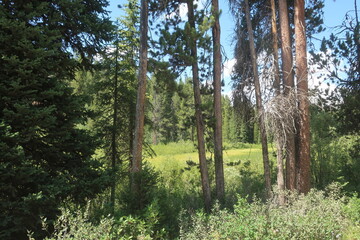 Fototapeta premium Thick woods and trees