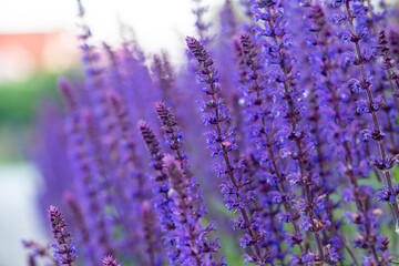 Obraz premium Narrow-leaved lavender, beautiful purple flowers, a small cobweb between flowers.