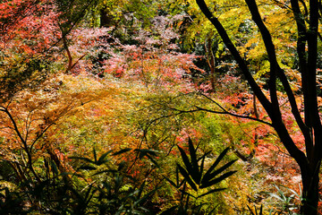 摩耶山の紅葉