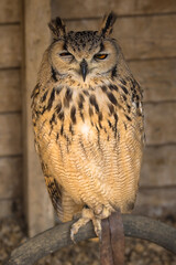 Eagle Owl, scientific name Bubo bubo