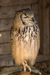 Eagle Owl, scientific name Bubo bubo