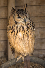 Eagle Owl, scientific name Bubo bubo