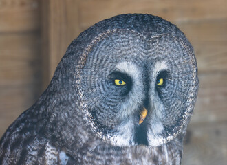 Great grey owl, scientific name Strix nebulosa