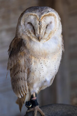 Sleepy Barn Owl, scientific name Tyto alba