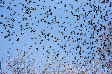 Flock of birds migrating in the summer against a blue sky.