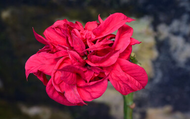 red poppy flower