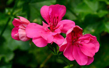 pink and white flowers