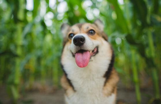 dog nose and tongue close up, happy welsh corgi pembroke dog
