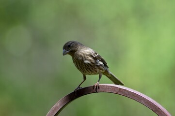 A sparrow perched on a birdfeeder