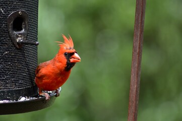 A red cardinal bird perched on a feeder