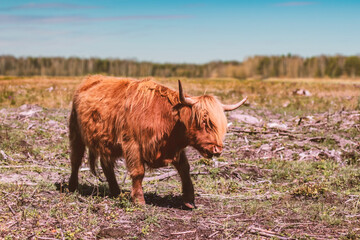 A beautiful summer portrait of a cute brown long hair Scottish highland cattle cow saying moo