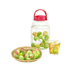 収穫した梅の実で梅酒を作る　水彩イラスト