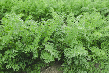 carrot field close up- green carrot leaves 