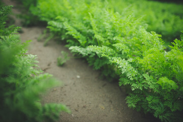 carrot field close up- green carrot leaves 