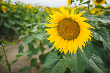 Fototapeta premium sunflower field close up 