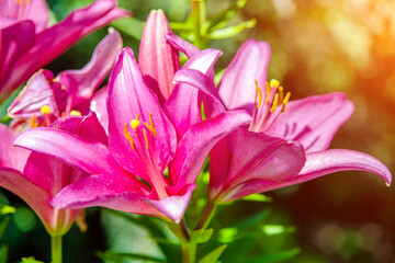 Obraz na płótnie Canvas Pink lilys bloom in the botanical garden 