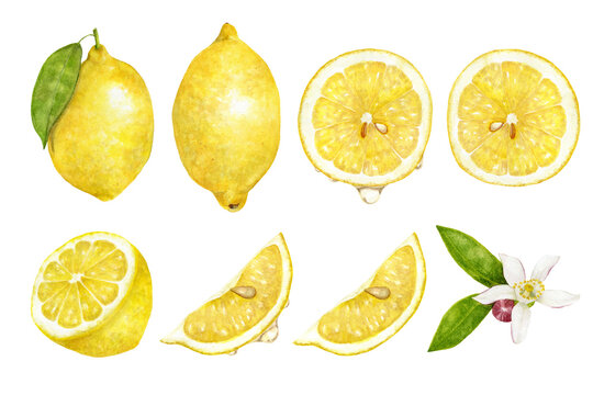 色々なレモンのセット　バリエーション　水彩イラスト