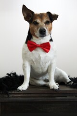 jack russell terrier com gravata borboleta