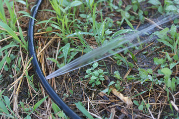 Drip irrigation rubber that expels excess water