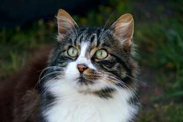 A beautiful fluffy cat with greenish eyes.