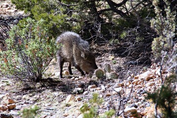 Boar sniffing cactus