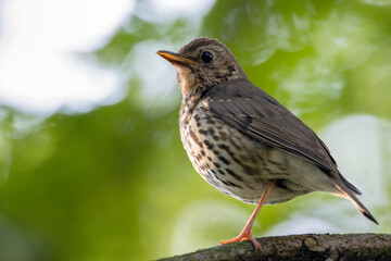 the young singer thrush