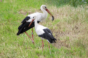 white stork and mouse for dinner