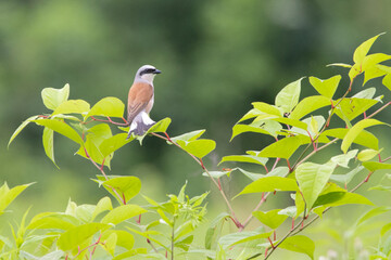 Red-backed Shrike Lanius collurio
