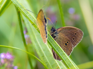 butterfly Ringlet Aphantopus hyperantus