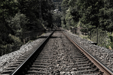 Obraz premium black and white view of very old train track getting lost in the thicket of a forest