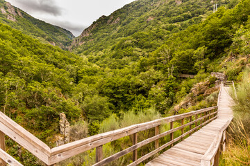 Fototapeta na wymiar Wooden walkways of the Mao river in the middle of a thick riverside forest. Ribeira Sacra.