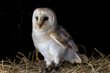 Barn Owl, scientific name Tyto alba