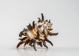 Beautiful sea shell on a white background.