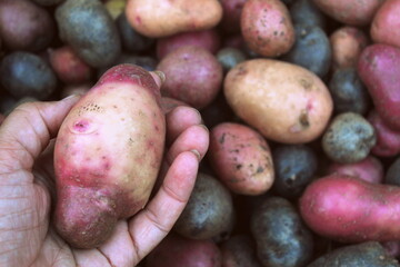 potatoes in a hand